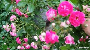 Роза вьющаяся мелкоцветная розово-бордовая #роза#роза вьющаяся#продамсаженцы