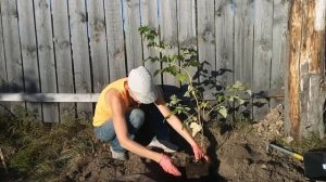 Сажаю малину. Сорт "Желтый гигант".