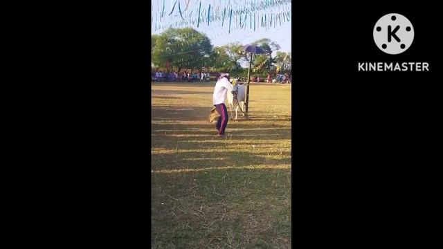 valuk kudeya ka mala ma 😈😈😈 смотреть онлайн