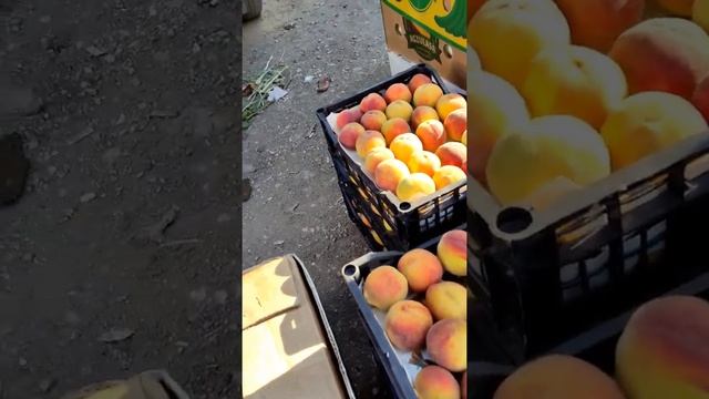 Цены. Оптовый рынок Желябовка. Крым.