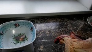 ???ТУШКИ ПЕТУШКОВ КУЧИНСКОЙ И БРЕСС ГАЛЬСКОЙ???