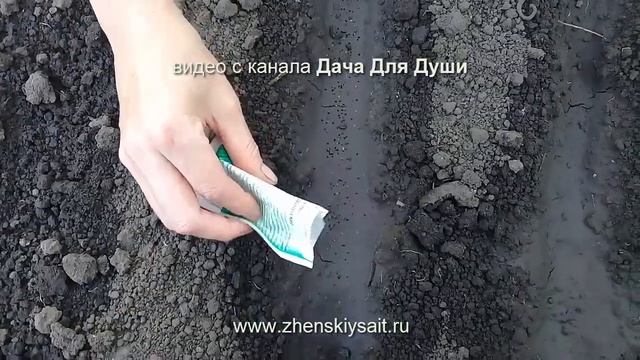 ОГОРОД В СЕНТЯБРЕ: что можно посадить? смотреть онлайн