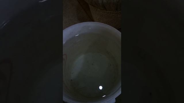 Клополистик 25 мм смотреть онлайн