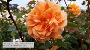 Dame Judi Dench - Rose