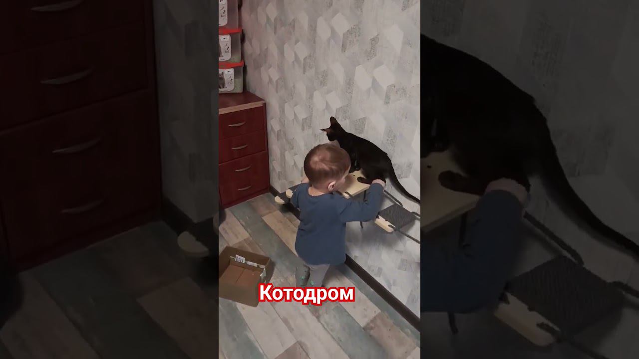 Котодром, начало#catshorts #cats #котята #котодром