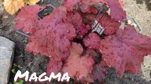 Гейхера сорт Magma... невероятная бархатная красотка