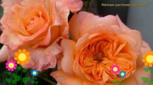 Роза чайно-гибридная Самаритан. Краткий обзор, описание характеристик, где купить саженцы Samaritan