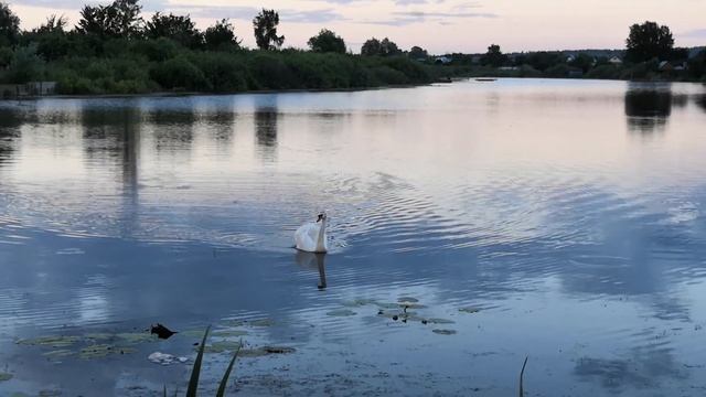 2 лебедя стоят, 1 плывет:) смотреть онлайн