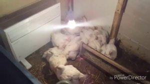 ЗОЛА ДЛЯ КУР/ДЛЯ ЧЕГО НУЖНА КУРАМ ЗОЛА