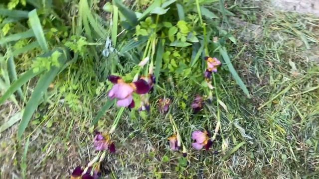 что ЦВЕТЁТ СЕГОДНЯ в моём доме на юге ЕЩЁ ОДНА МЕЧТА СТАНЕТ РЕАЛЬНОСТЬЮ смотреть онлайн