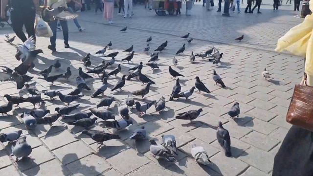 Стамбул часть пятая Голубая мечеть Галатская башня шоппинг Босфор смотреть онлайн