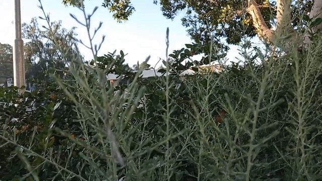 Энкилена войлочная - Enchilena tomentosa. Засухоустойчивый кустарник растёт в Израиле смотреть онлайн