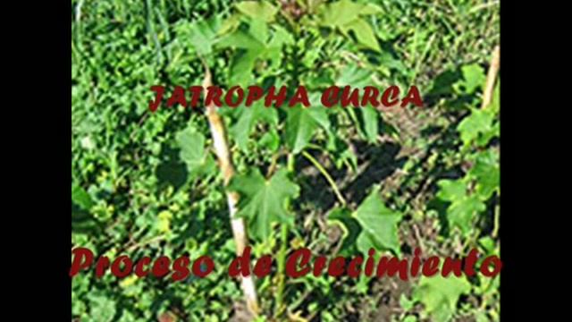 Jatropha Curcas Proceso de Crecimiento BUSCAMOS SOCIO INVERSOR- ALTA RENTABILIDAD *BIODIESEL* смотреть онлайн