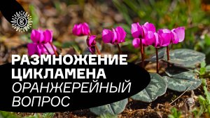 Размножение цикламена. Оранжерейный вопрос