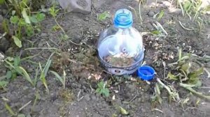Выращивание голубой ели из семян 2018 / продолжение / Посадила ростки