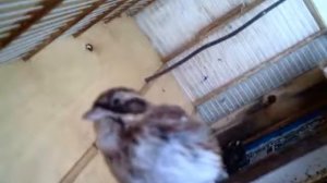 Дуэт ремеза и желтобровой овсянки