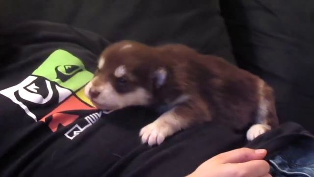 САМЫЕ ПОПУЛЯРНЫЕ ВИДЕО С ХАСКИ НА YOUTUBE смотреть онлайн