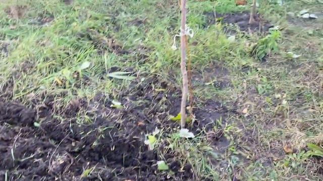 Вспашка огорода. Привезли проф-трубу для шпалеры. Серия №278. смотреть онлайн