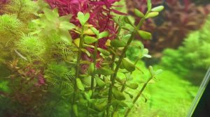 Креветочник терпит бедствие. Водоросли атакуют. 07.11.23