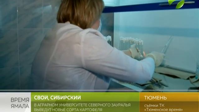В Тюмени, в аграрном ВУЗе планируют вывести новые сорта картофеля