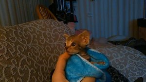 Котёнок девон рекс .Продажа.резервирование!