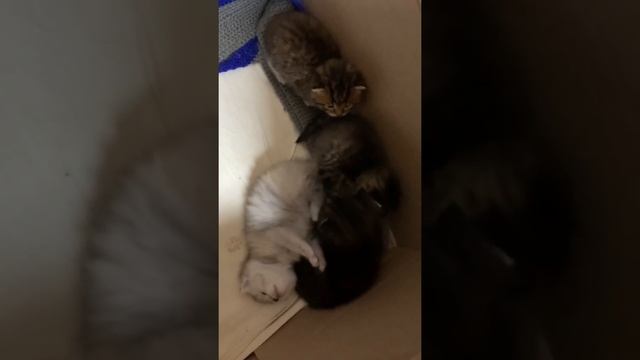 Котята #продам #котята #котятанапродажу #котята_для_вас #любимыеживотные