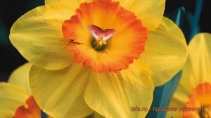 Нарцисс обыкновенный Делибес (narcissus nartsiss) ? обзор: как сажать, луковицы нарциссы Делибес