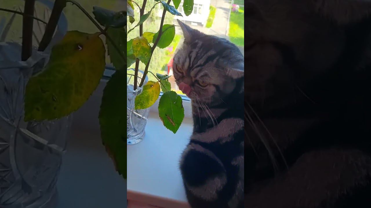 КОТЯРА ЛЮБИТ РОЗЫ!!!