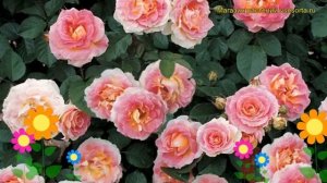 Роза плетистая Сезар. Краткий обзор, описание характеристик, где купить саженцы Cesar