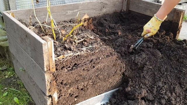 Эксперимент по выращиванию картошки из глазков ЗАВЕРШЁН!!!Часть четвёртая! смотреть онлайн