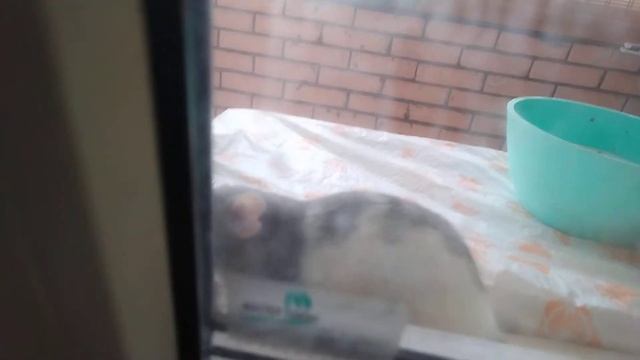 КРЫСЫ ГУЛЯЮТ НА ЛОДЖИИ RATS WALK ON THE LOGGIA