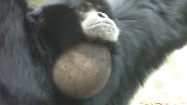 Siamang Gibbons howling at Munich Zoo - Siamangs heulen im Tierpark Hellabrunn смотреть онлайн