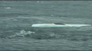 Охота китов-убийц. Касатки волной сбивают тюленя с льдины.