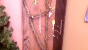 Волнистые попугаи в квартире.