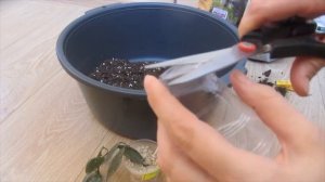 Грунт для хойи, посадка черенков, давших корни в гидрогеле и воде