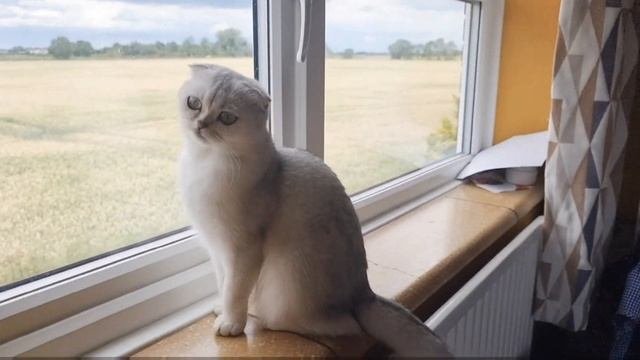 Очень красивая шотландская вислоухая кошка Снежинка окрас шиншилла