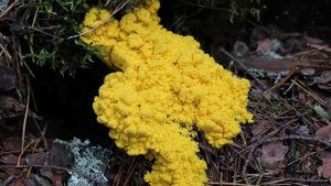 ?Лечебные свойства грибов 3 необычный гриб