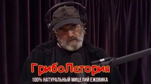 Мицелий или Плодовые Тела Ежёвика Гребенчатого для микродозинга | Мнение Пола Стеметса