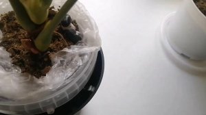 АНТУРИУМЫ. ЦВЕТЕНИЕ АНТУРИУМОВ. Летний обзор.