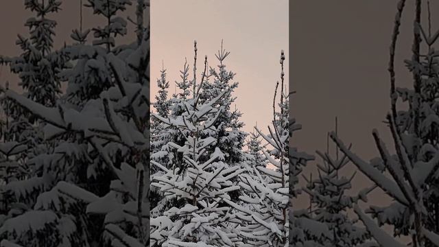 Красоты зимнего леса, Северная Карелия
