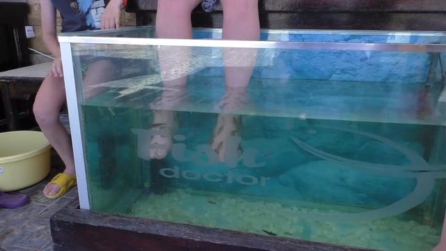 Гарра руфа. Экзотическая рыбка - доктор. смотреть онлайн