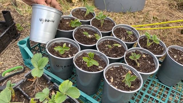 Какую клубнику мы сейчас продаем смотреть онлайн