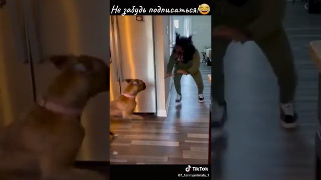 Ржачные приколы. Домашние животные. смех до слез. 12 часть