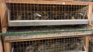 Сколько нужно петушков и курочек у перепелов Эстонской породы для хорошего оплода инкубационных яиц