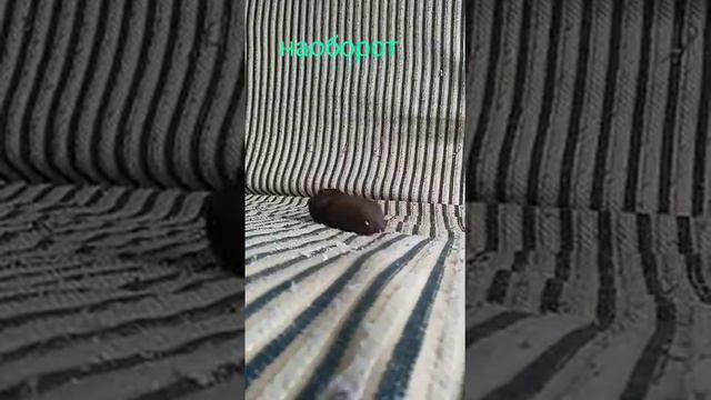 Дорис ест хлеб ? Видео наоборот ! Смотри скорей . :) смотреть онлайн