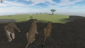 A lion pride. (Roblox, Testing A)