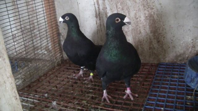 Мои не обычнее голуби ? смотреть онлайн