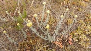 Цмин песчаный ( Helichrysum arenarium)