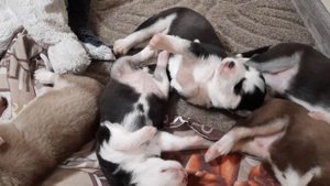 Хаски Байкал ЖАЛУЕТСЯ Лехе на Джесси || Личный массажист