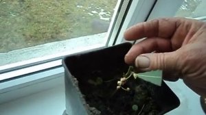 Как вырастить ЛАВР (лавровое дерево) на подоконнике.